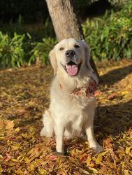 A pale golden retriever, wearing a bandana around its neck, sitting on autumn leaves