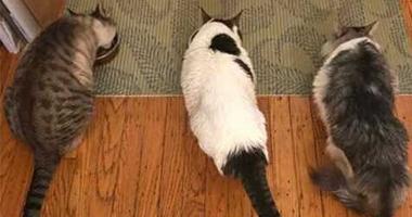 Three cats eating out of food bowls