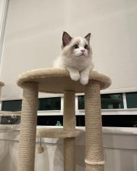Fluffy beige cat with brown ears sitting atop a cat tower
