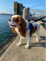 Brown and white Cavalier King Charles Spaniel on a walkway by the water