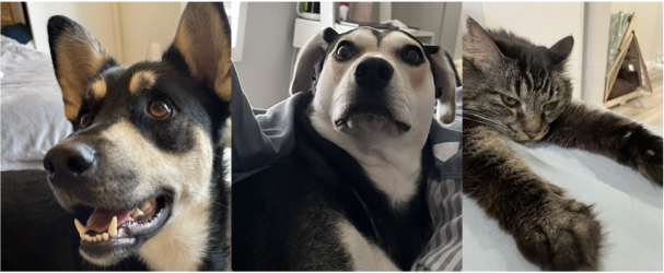 Three side-by-side pictures of two dogs and a cat